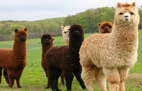 The World of the Alpaca Breeder