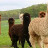 The World of the Alpaca Breeder